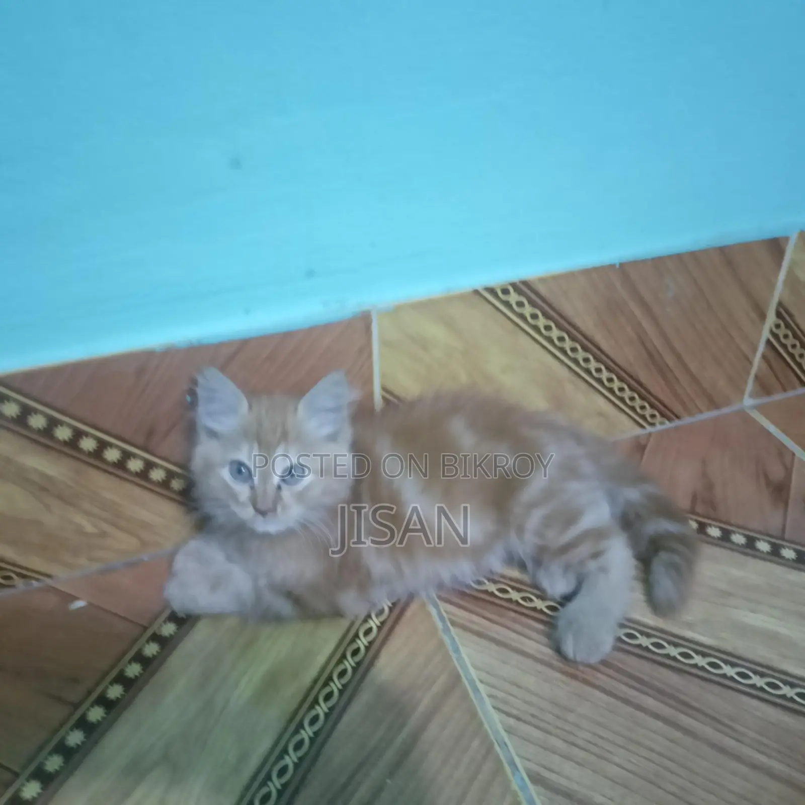 Persian cat