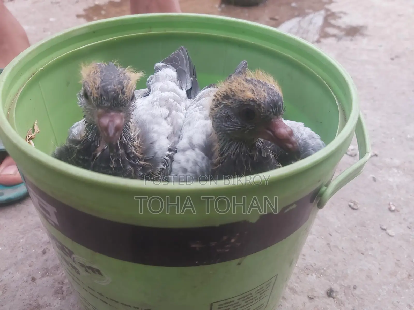 Pigeon chicks for sale