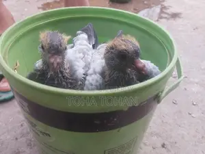Pigeon chicks for sale