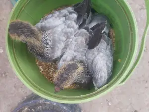 Pigeon chicks for sale