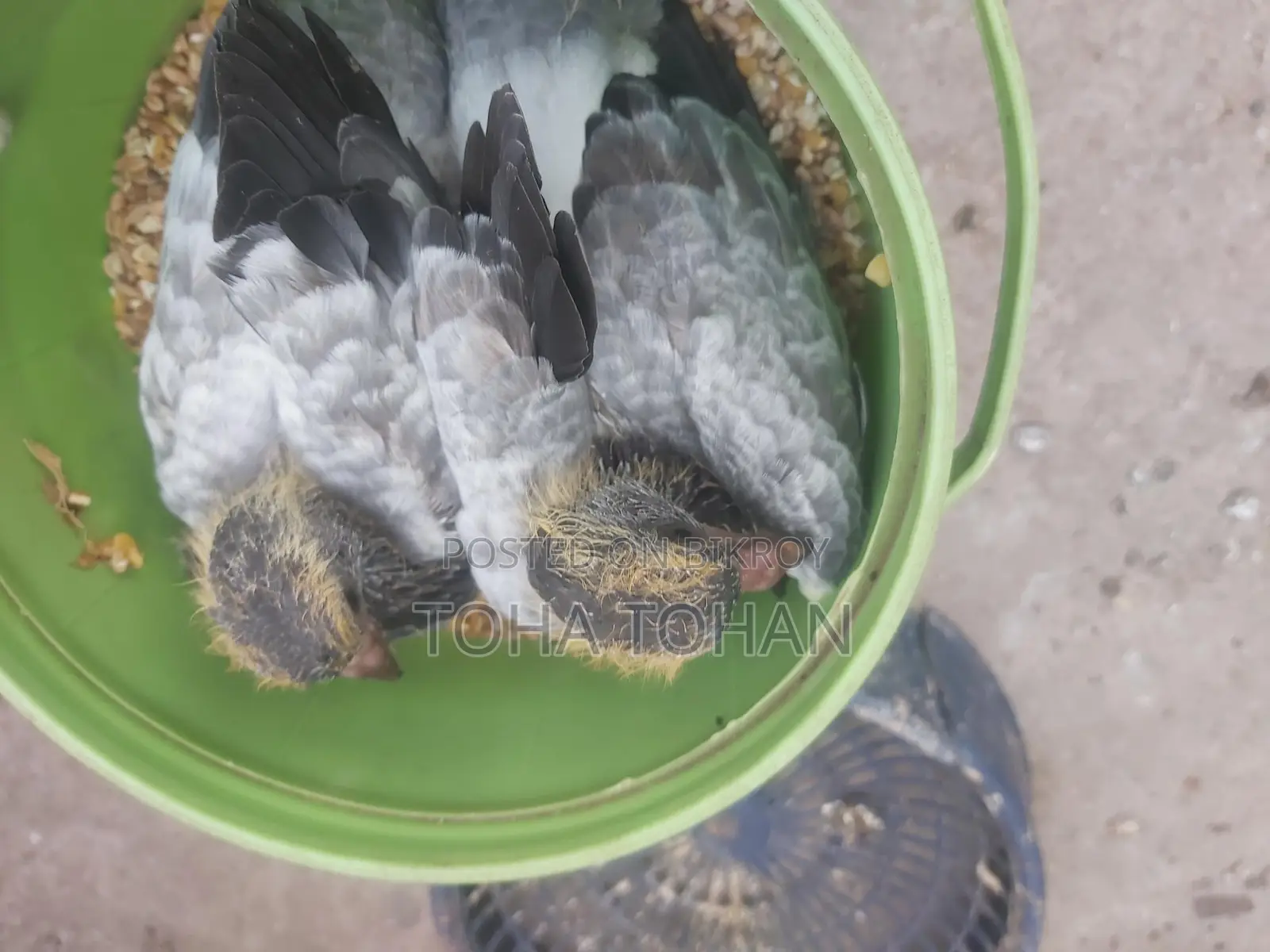Pigeon chicks for sale