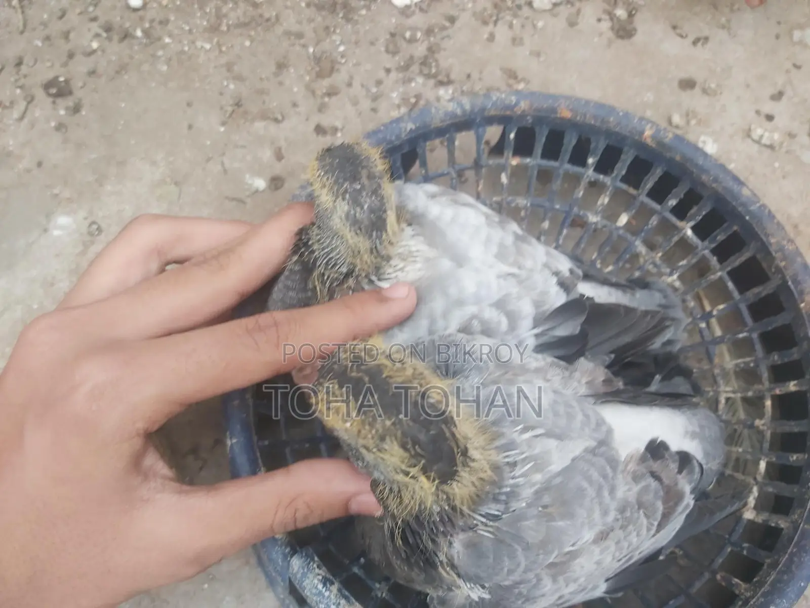 Pigeon chicks for sale