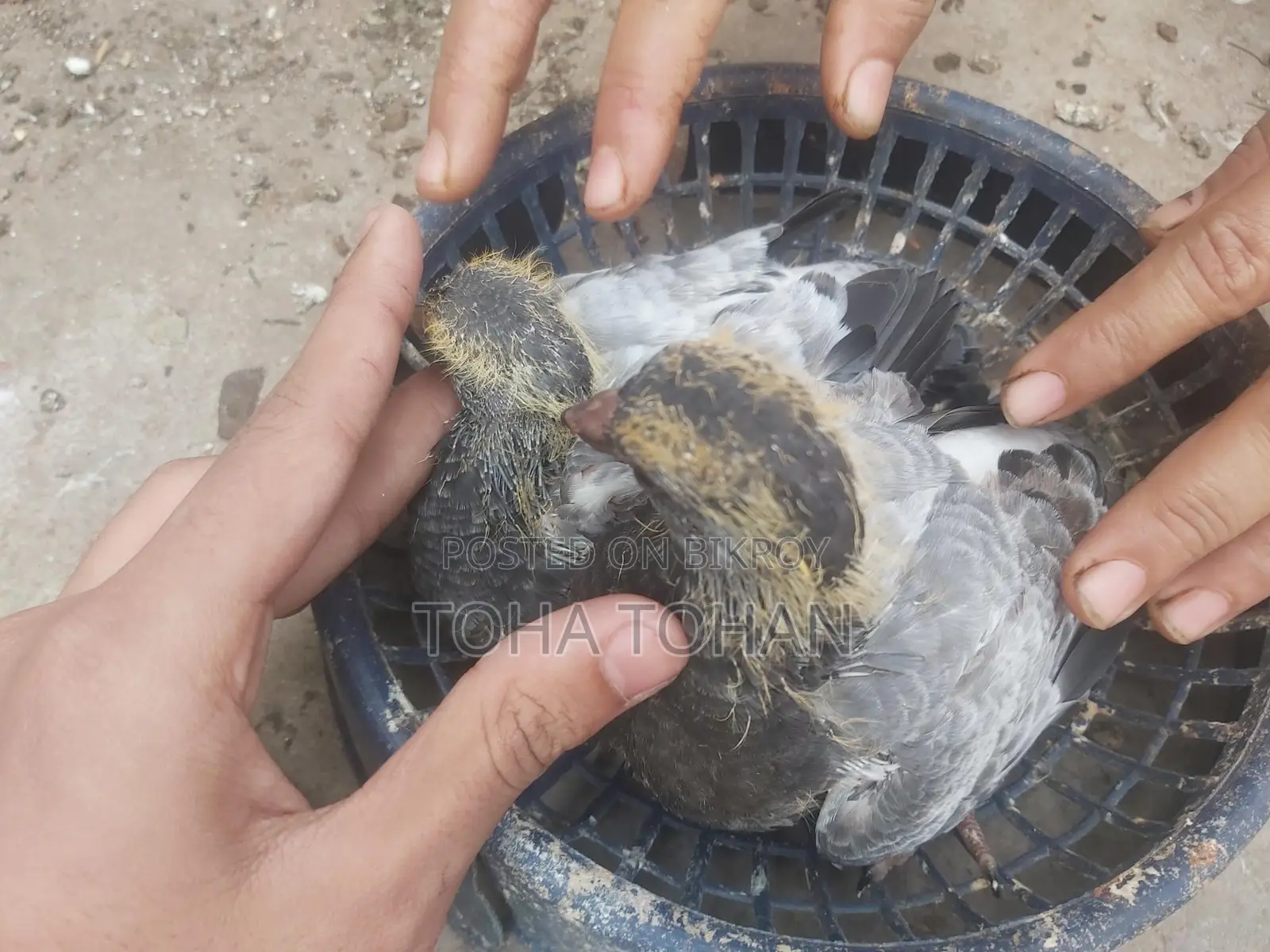 Pigeon chicks for sale
