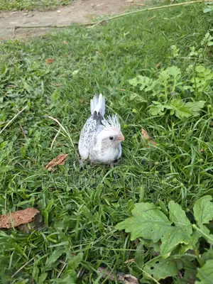 Cockatiel Bird