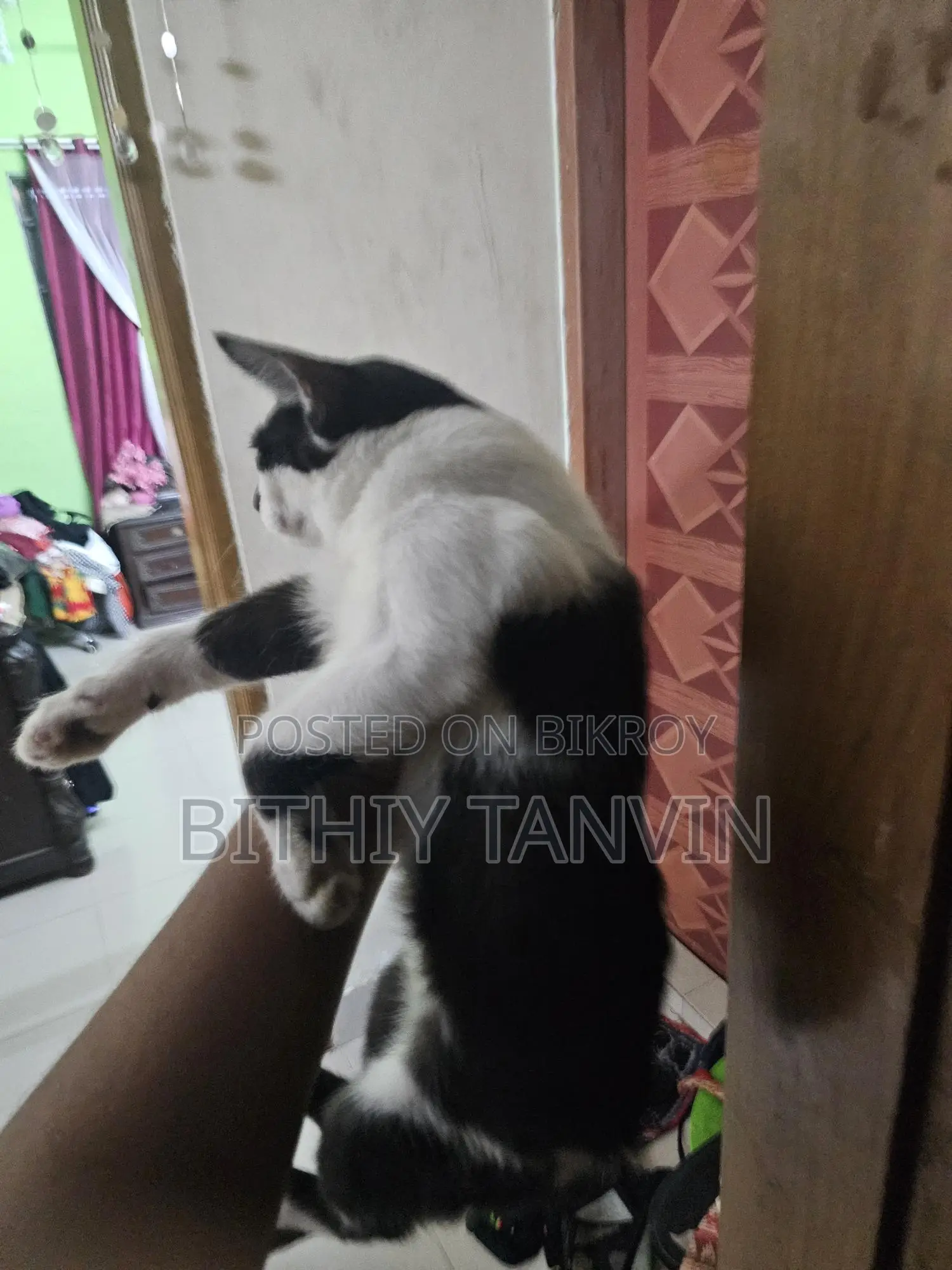 Black and White Persian Cat