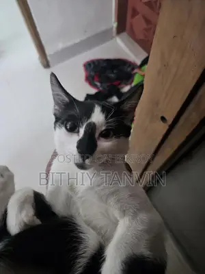 Black and White Persian Cat