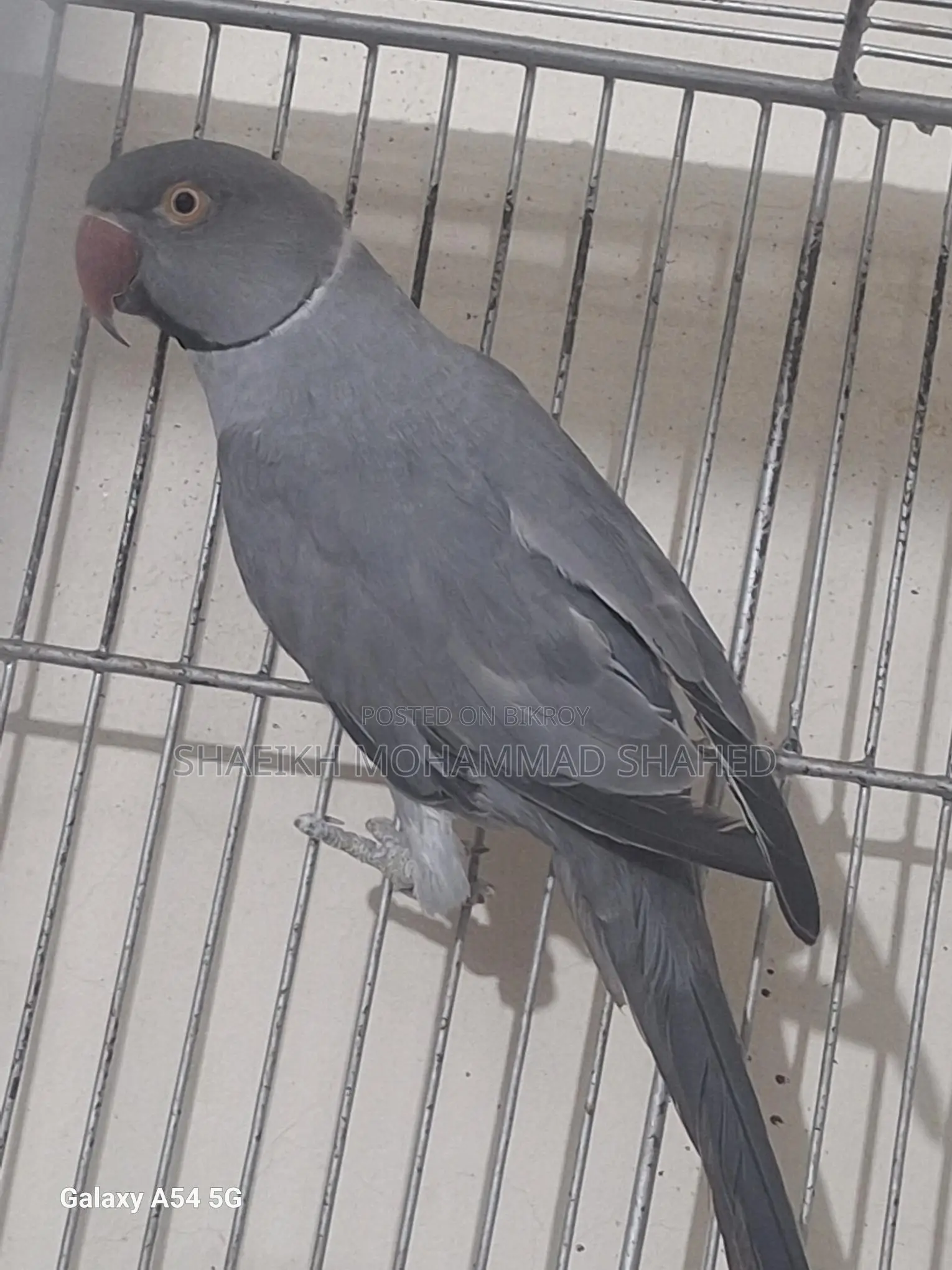 Ringneck Running Male
