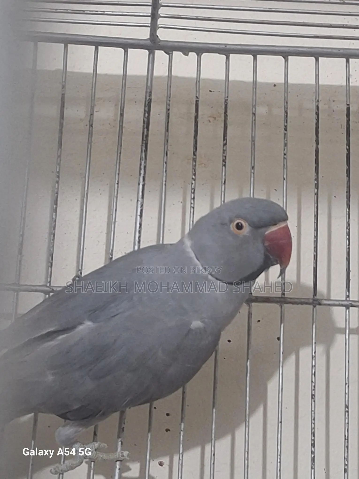 Ringneck Running Male