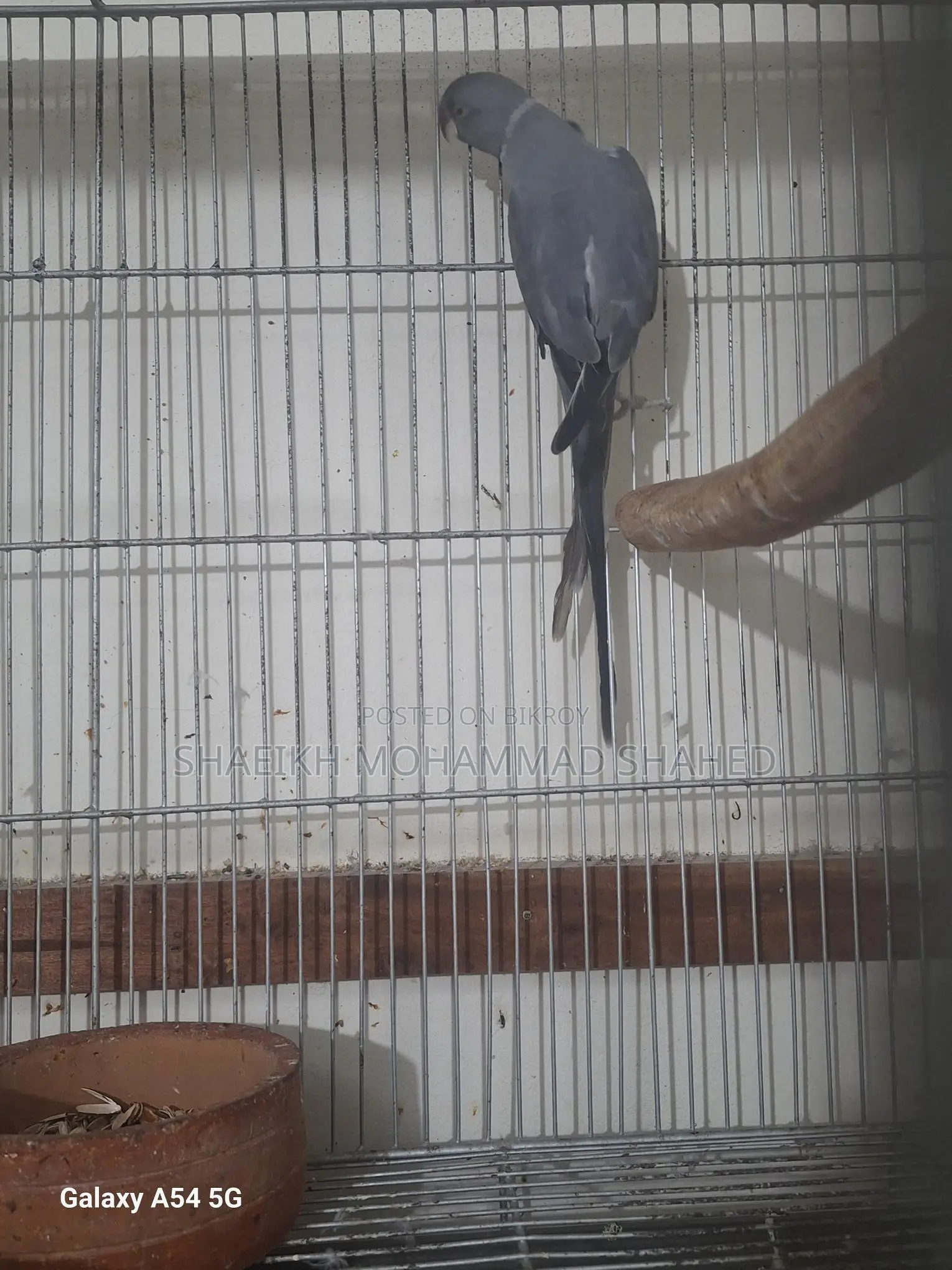 Ringneck Running Male