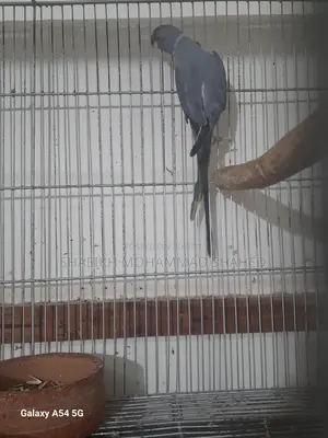 Ringneck Running Male
