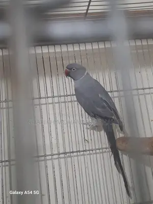 Ringneck Running Male