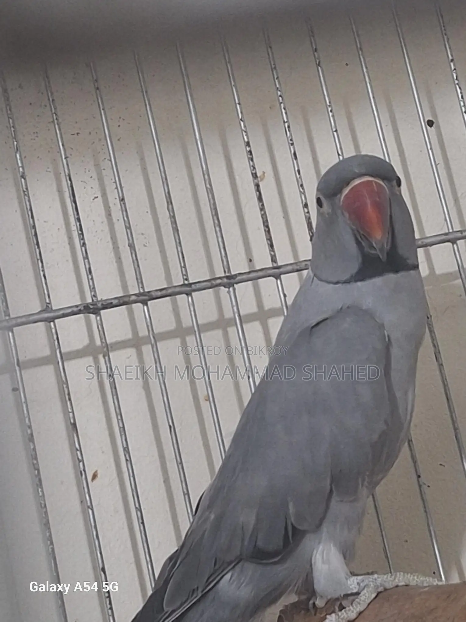 Ringneck Running Male