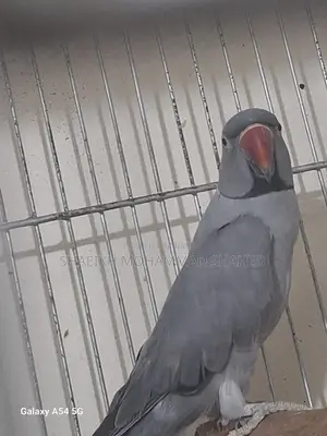 Ringneck Running Male