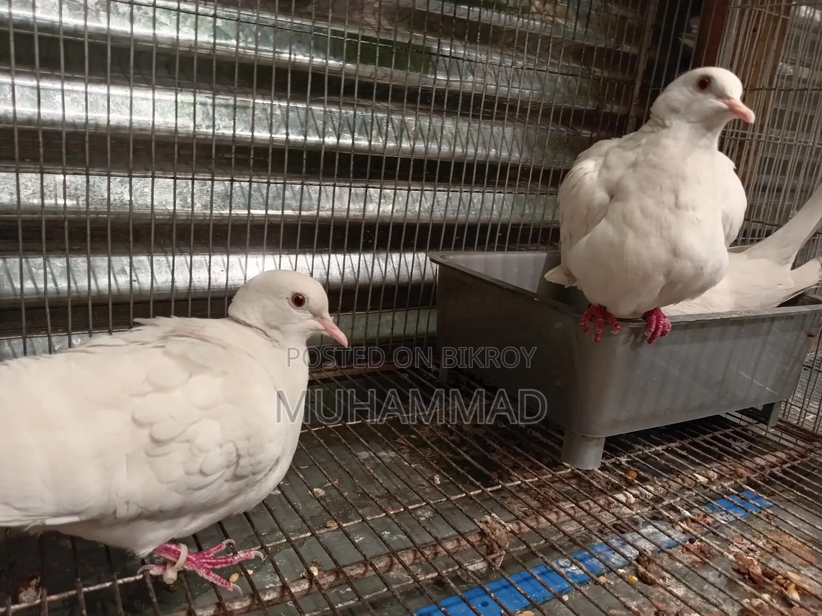 Female Dove