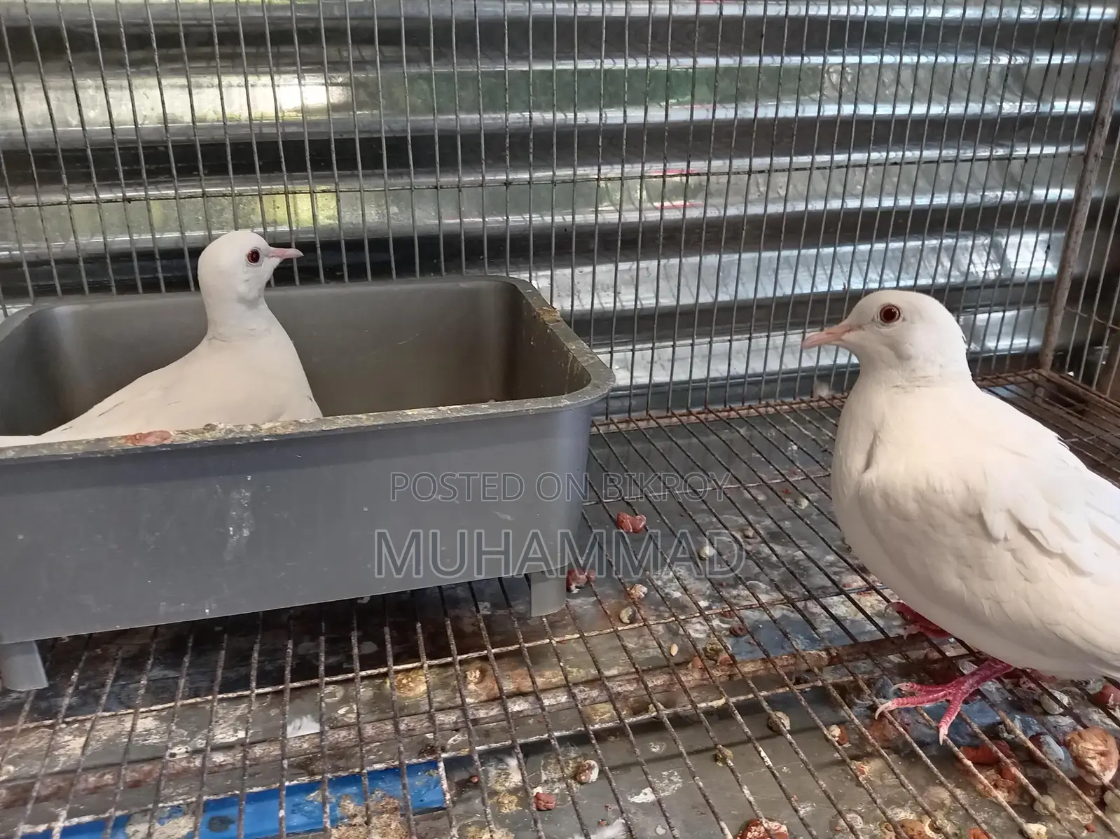 Female Dove
