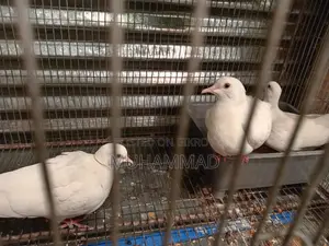 Female Dove