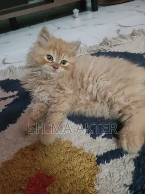 Cat for sale.