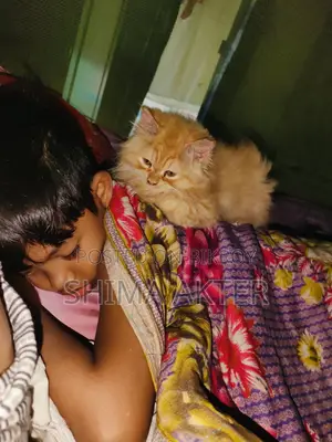 Cat for sale.