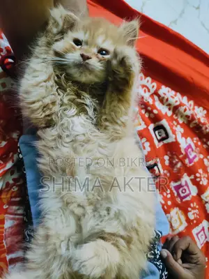 Cat for sale.