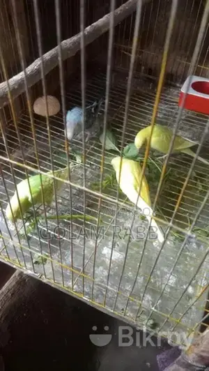 বাজিগর পাখি বিক্রি হবে