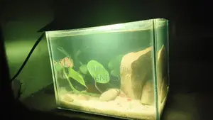 6/9" Fish Tank