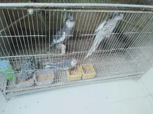 Cockatiel Birds