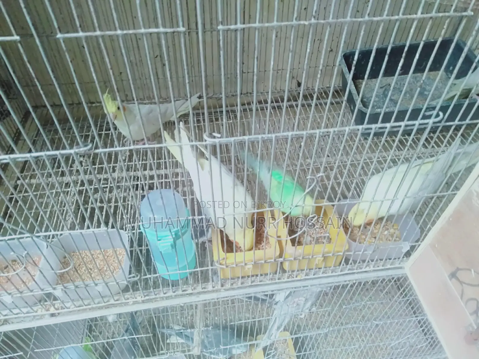 Cockatiel Birds