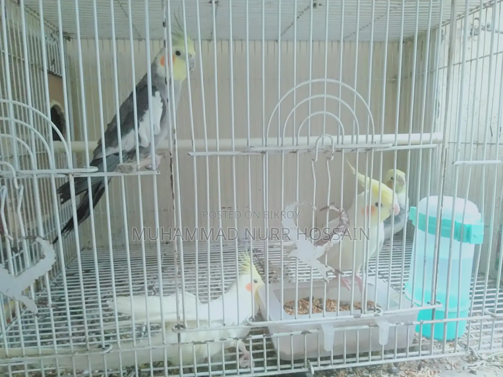 Cockatiel Birds