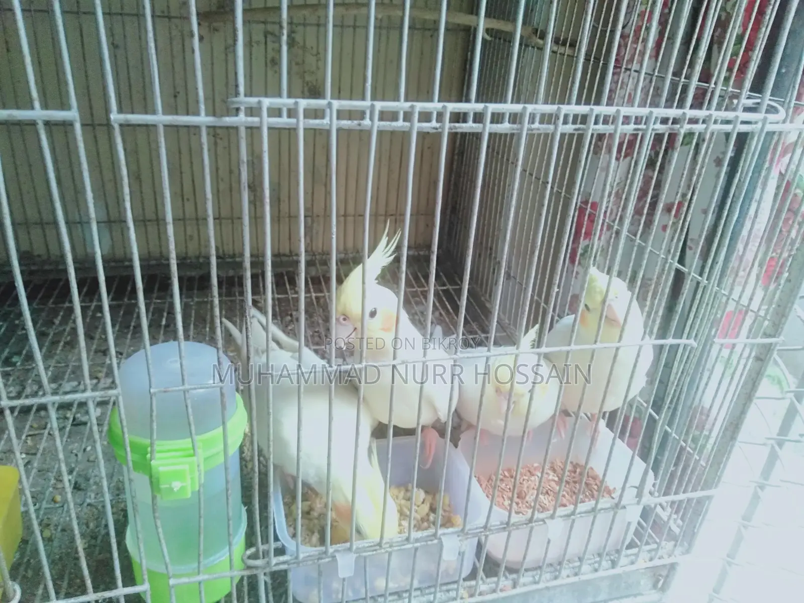 Cockatiel Birds