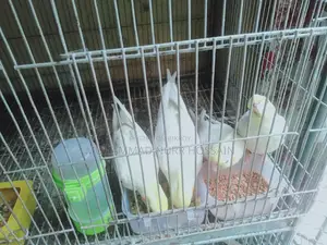 Cockatiel Birds