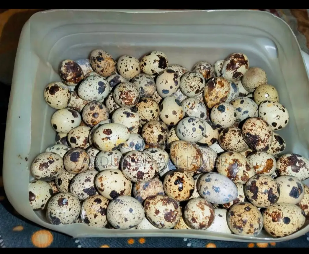 Quail Eggs for Sale