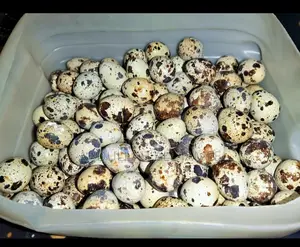 Quail Eggs for Sale