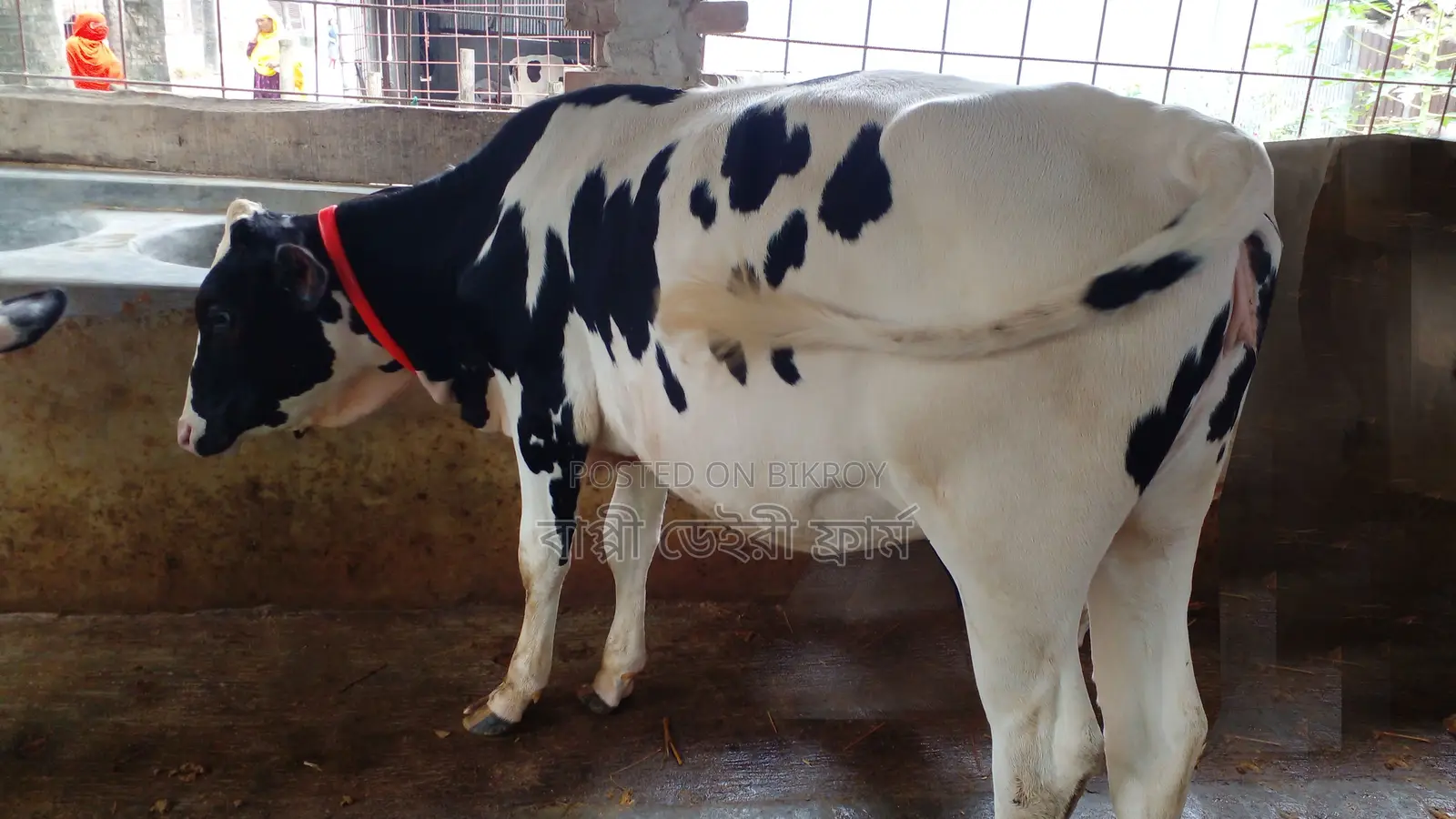 High-Quality Heifer Calf (No. 1057)
