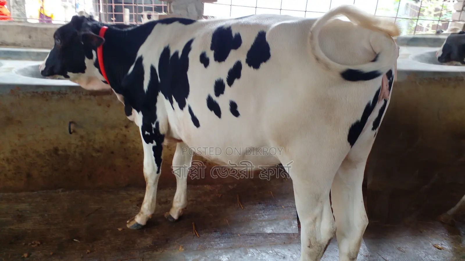 High-Quality Heifer Calf (No. 1057)