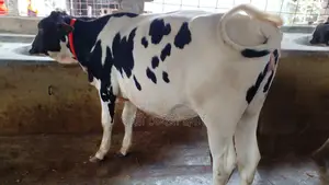 High-Quality Heifer Calf (No. 1057)