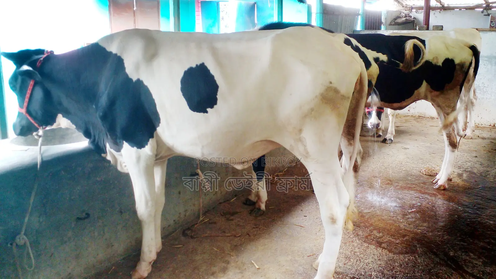 ১০৫৮নং উন্নত জাতের বকনা বিক্রয় হবে ।