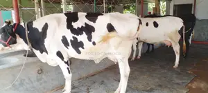 ১০৪৯ ৩টি গাভী বিক্রয় হবে উন্নত জাতের ।