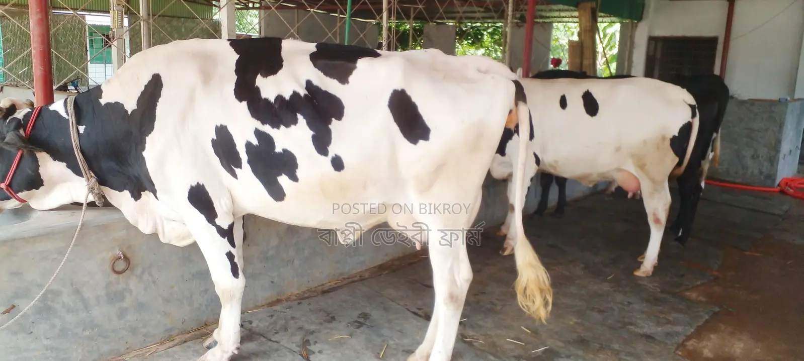 ১০৪৯ ৩টি গাভী বিক্রয় হবে উন্নত জাতের ।