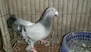 Racer Male Pigeon for Sale