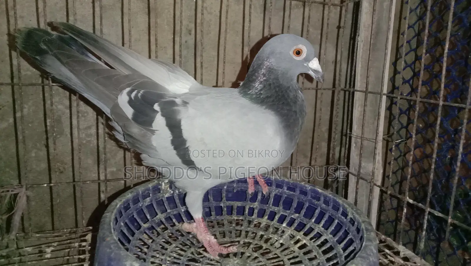 Recar Sell Hobe bird