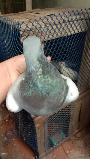 Recar Sell Hobe bird
