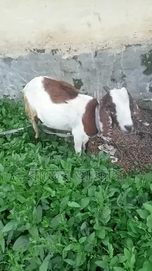Three Cross-Breed Female Goats for Sale