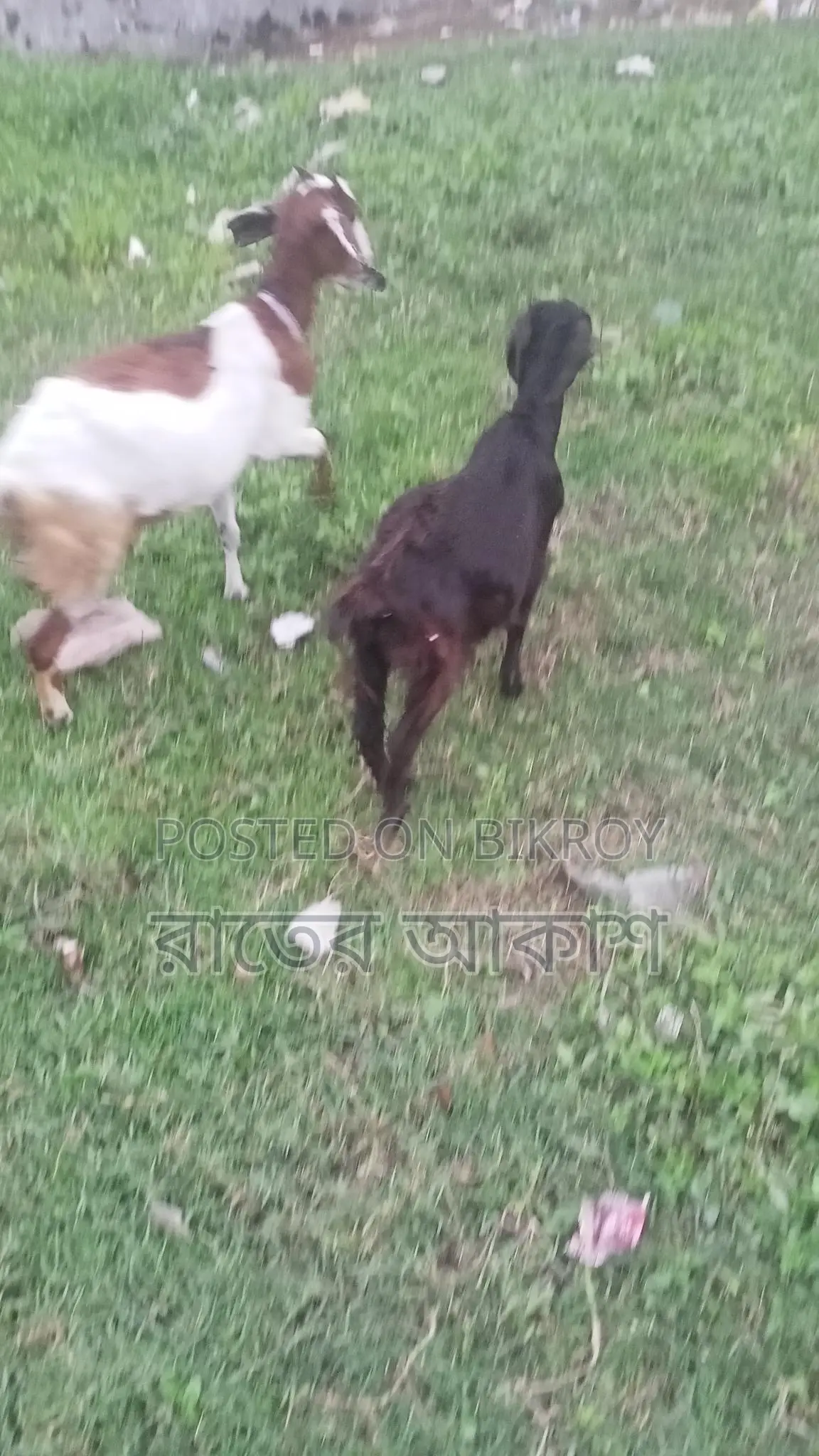 Three Cross-Breed Female Goats for Sale