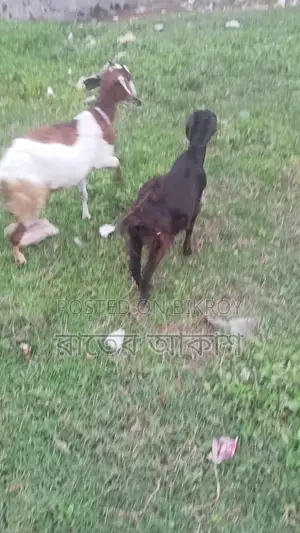 Three Cross-Breed Female Goats for Sale