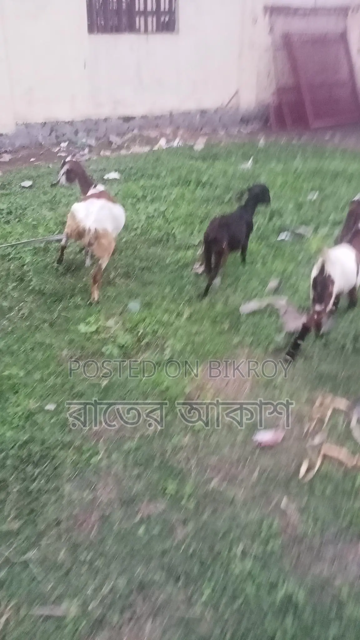 Three Cross-Breed Female Goats for Sale
