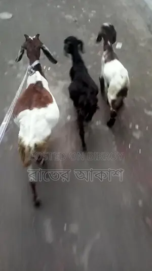 Three Cross-Breed Female Goats for Sale