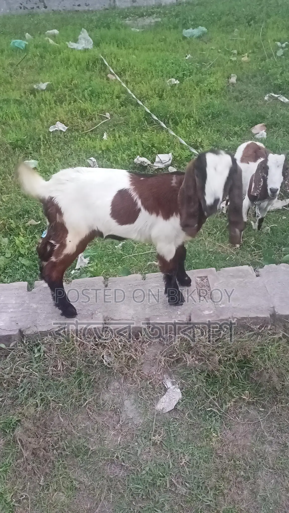Three Cross-Breed Female Goats for Sale