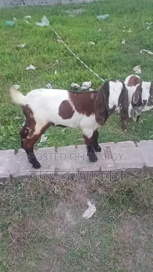Three Cross-Breed Female Goats for Sale