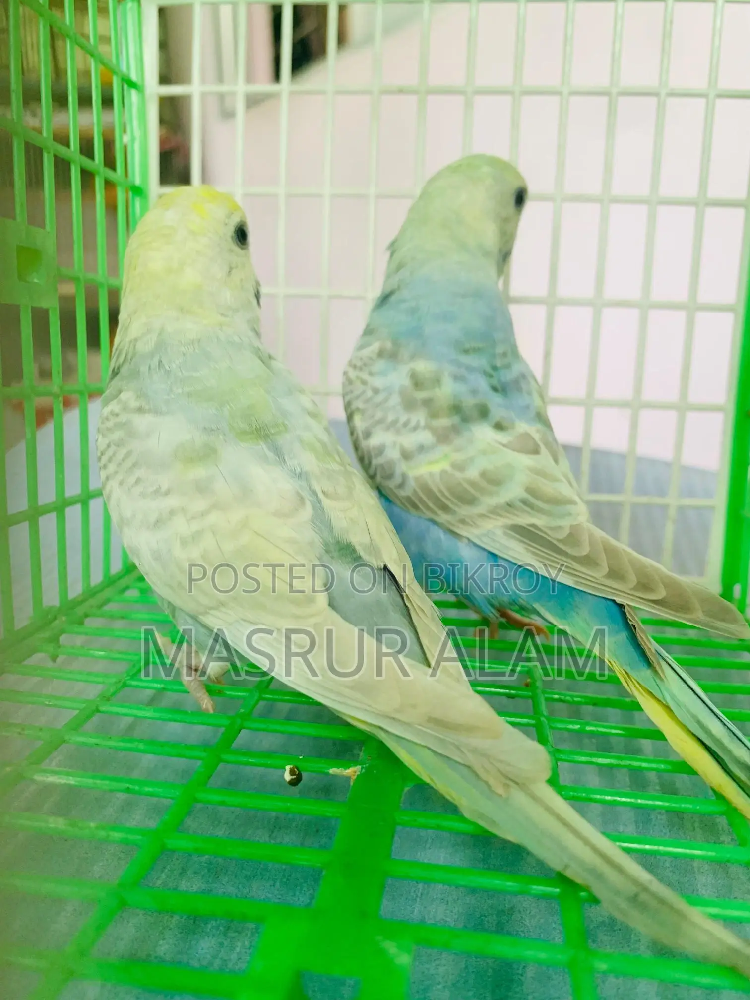 Budgerigar Birds