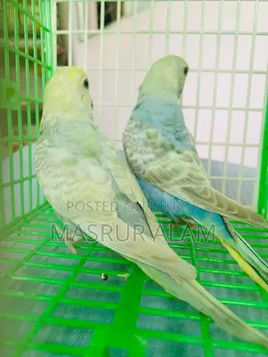 Budgerigar Birds